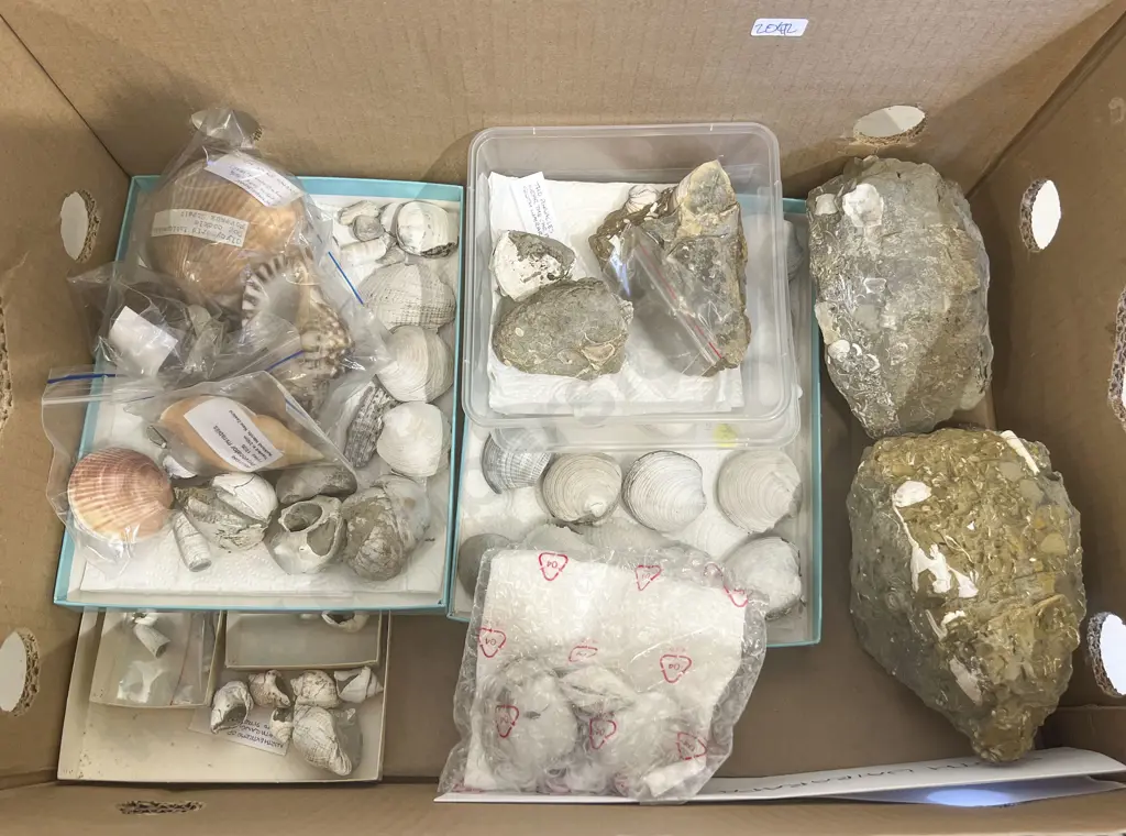 Box of Assorted Shells etc Image 1++
