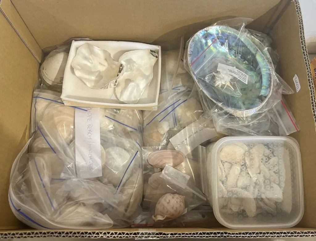 Box of Assorted Shells etc Image 1++