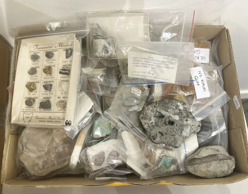 Box of Assorted Shells and Kauri Gum etc Image 1++