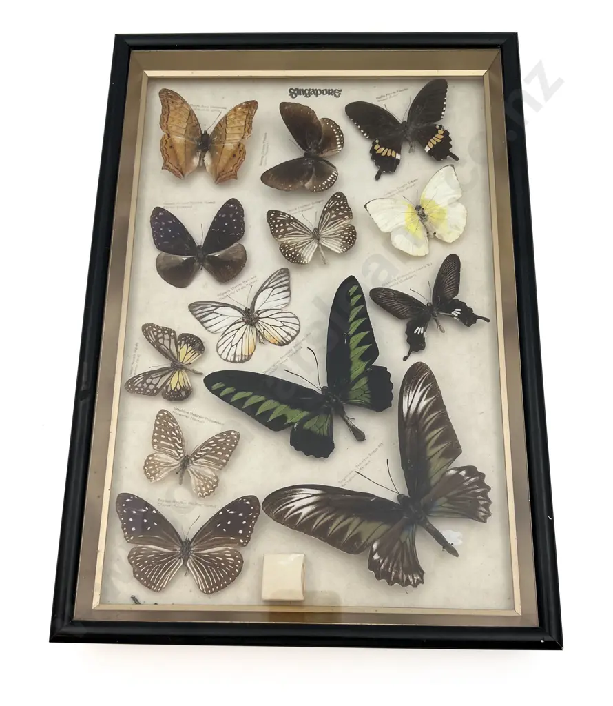 Display Case of Butterfly Specimens from Singapore Image 1++