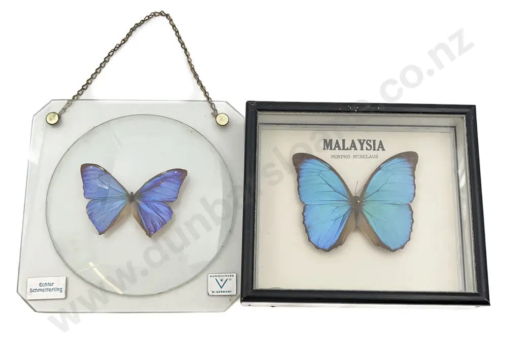 Two Mounted Butterfly Specimens Image 1++