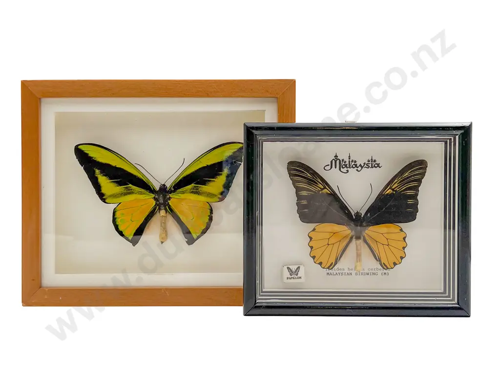 Two Mounted Butterfly Specimens Image 1++