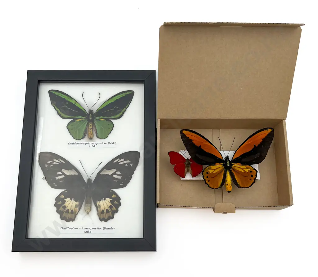 Four Mounted Butterfly Specimens Image 1++