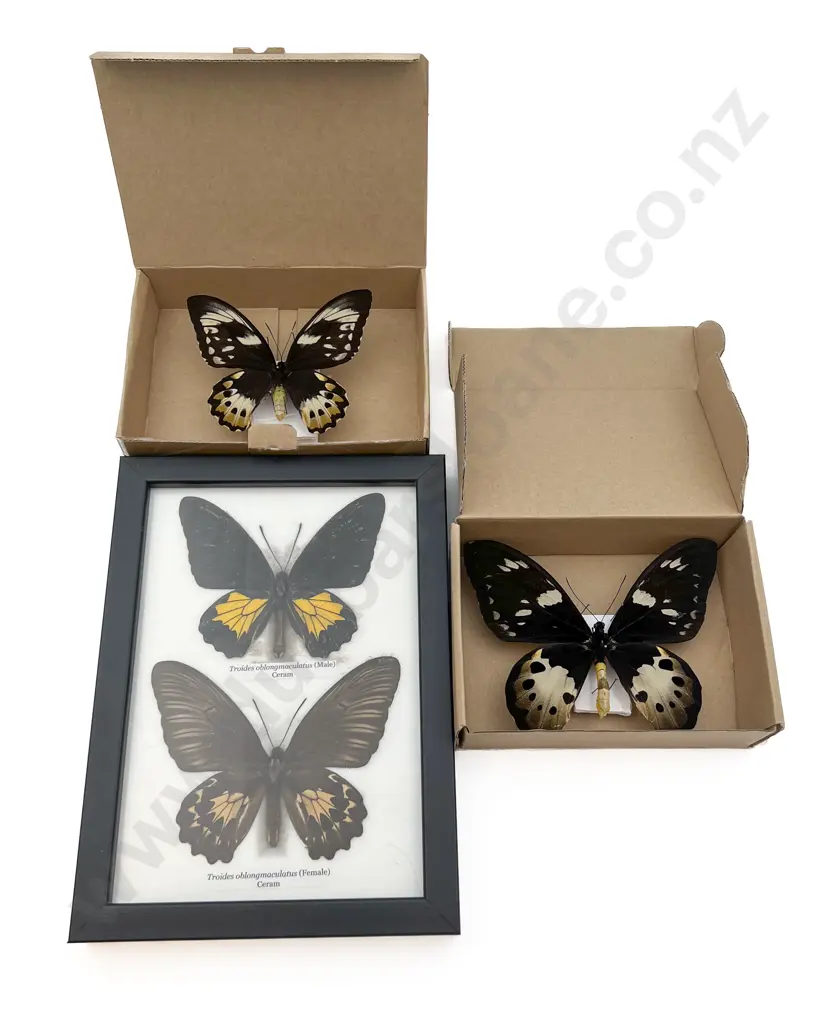 Four Mounted Butterfly Specimens Image 1++