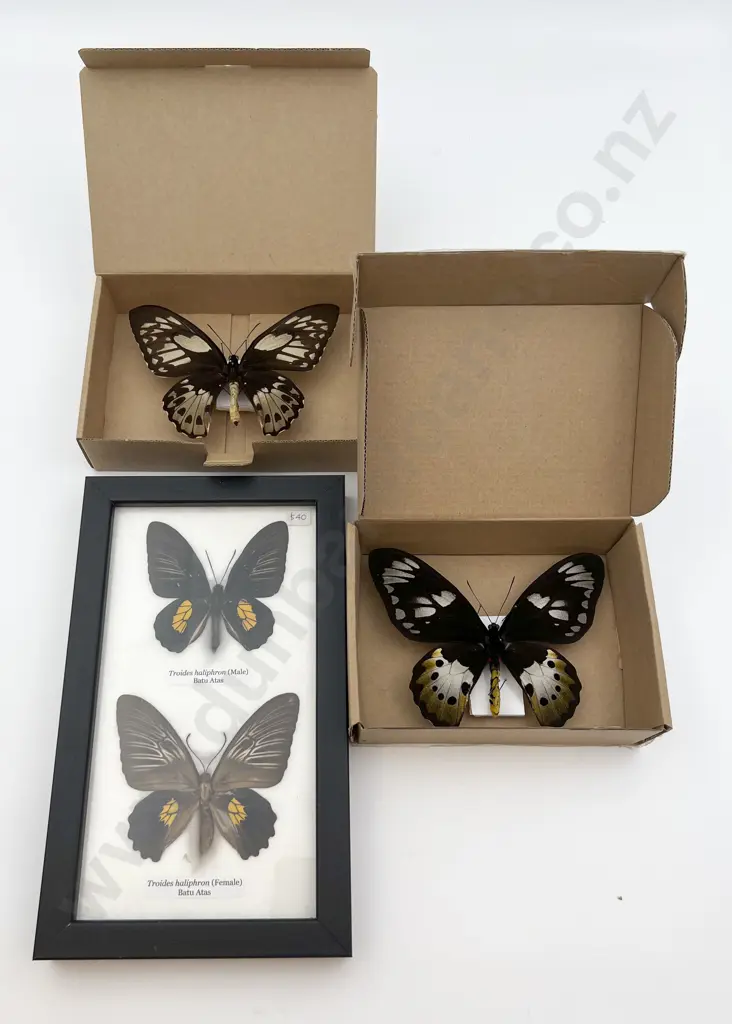 Four Mounted Butterfly Specimens Image 1++