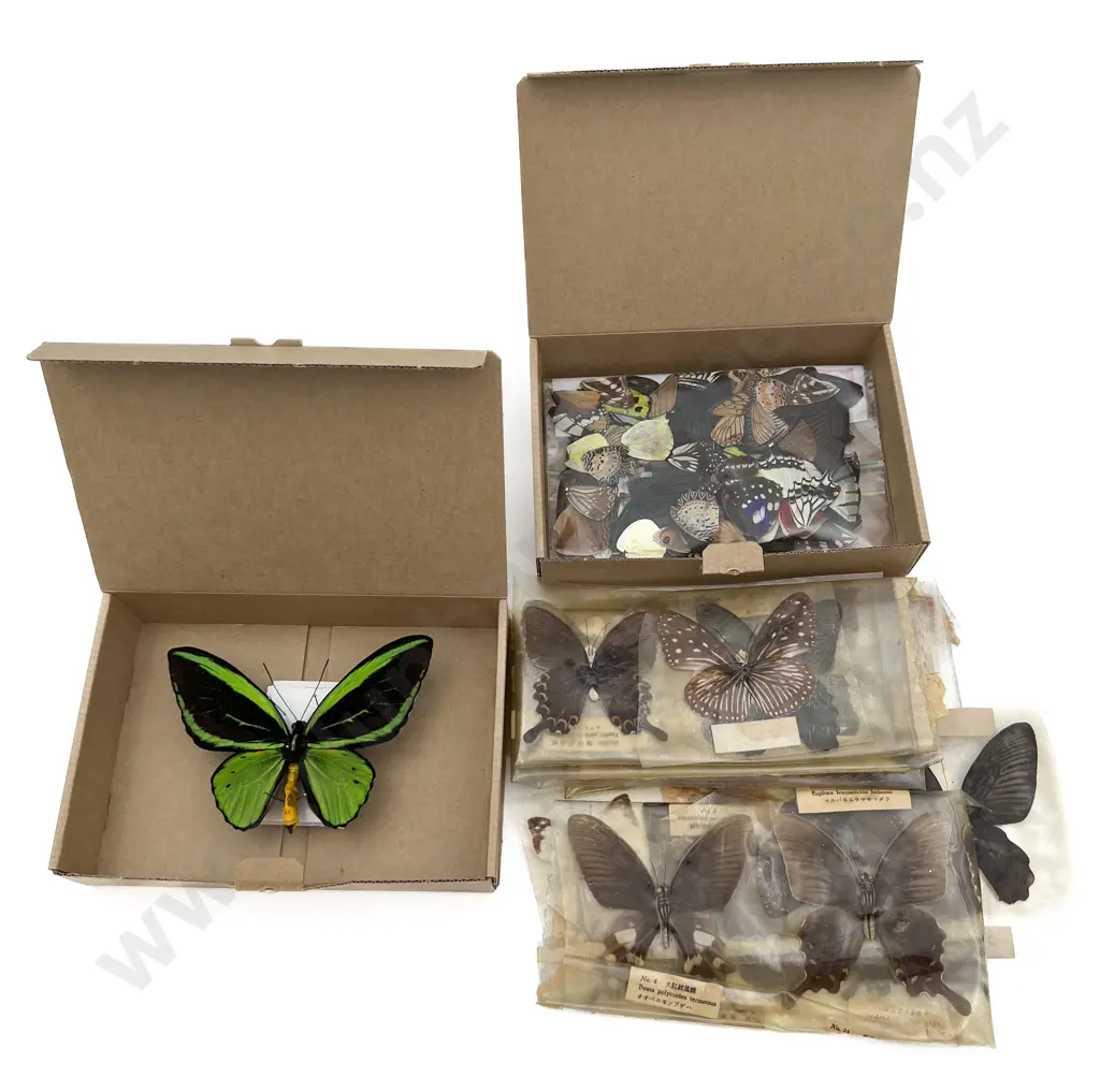 Collection of Various Partly Mounted Butterfly Specimens and Butterfly Wings Image 1++