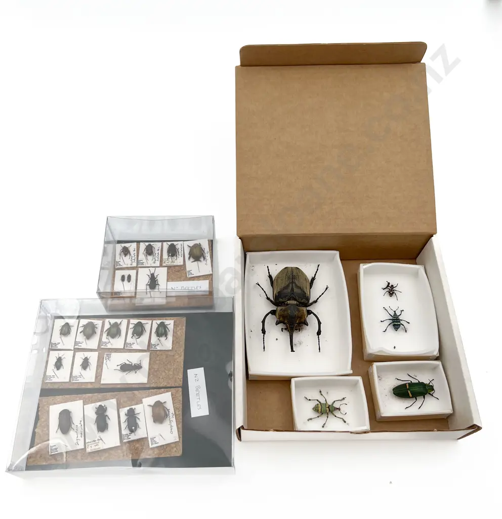 Small Collection of Various Mounted Beetle Specimens Image 1++