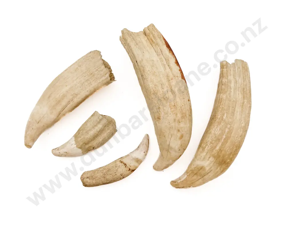 Five Elephant Seal Teeth From Macquarie Island Image 1++