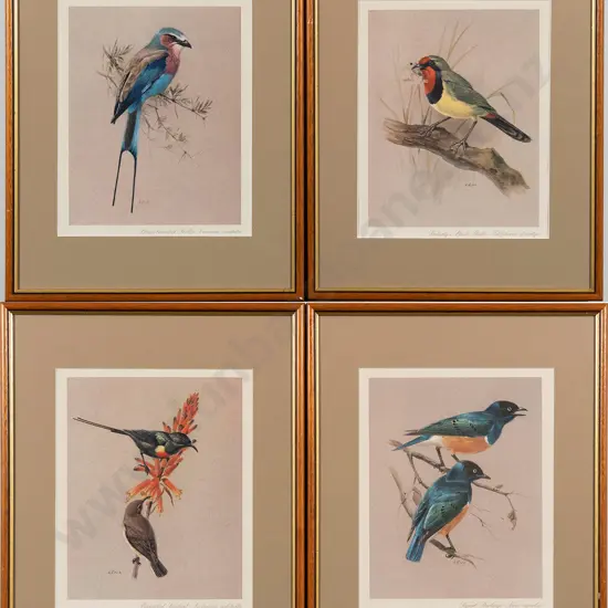 Set Of 4 Modern Coloured Bird Prints