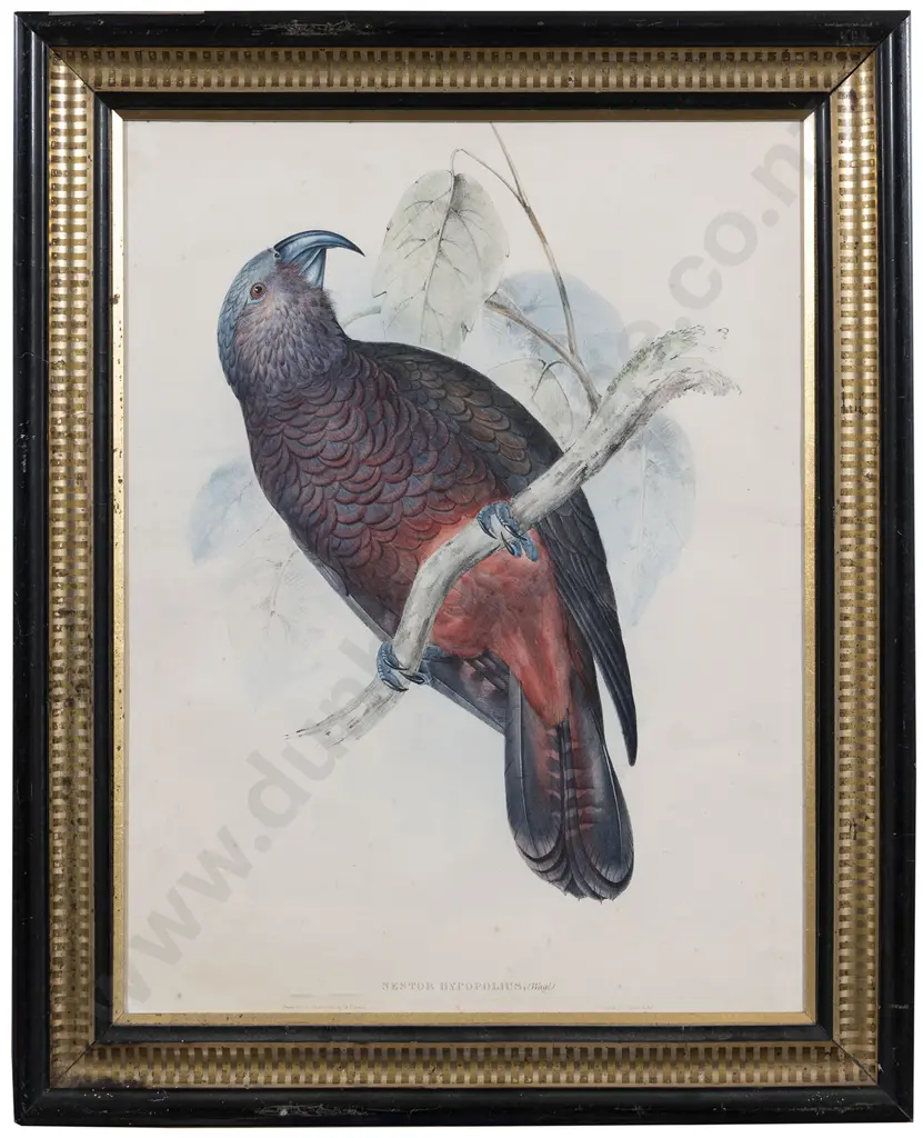 After John Gould Nestor Hypopolius Image 1++