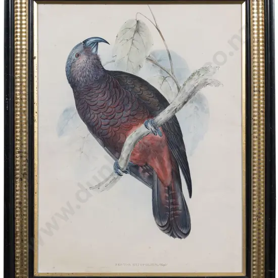 After John Gould Nestor Hypopolius