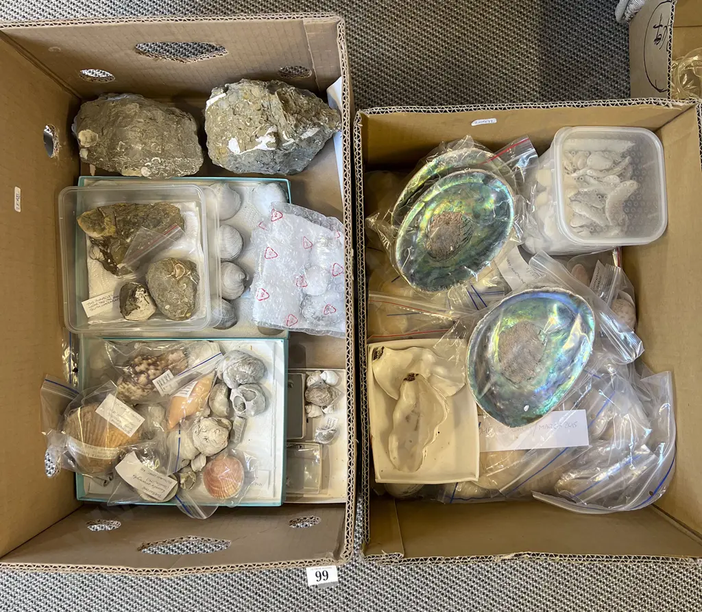 Two Boxes of Assorted Shells Image 1++