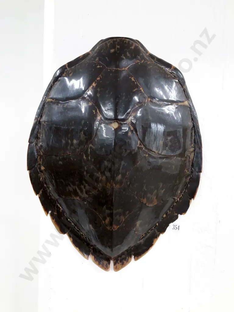 Tortoise Shell Carapace (Slight Faults) Image 1++