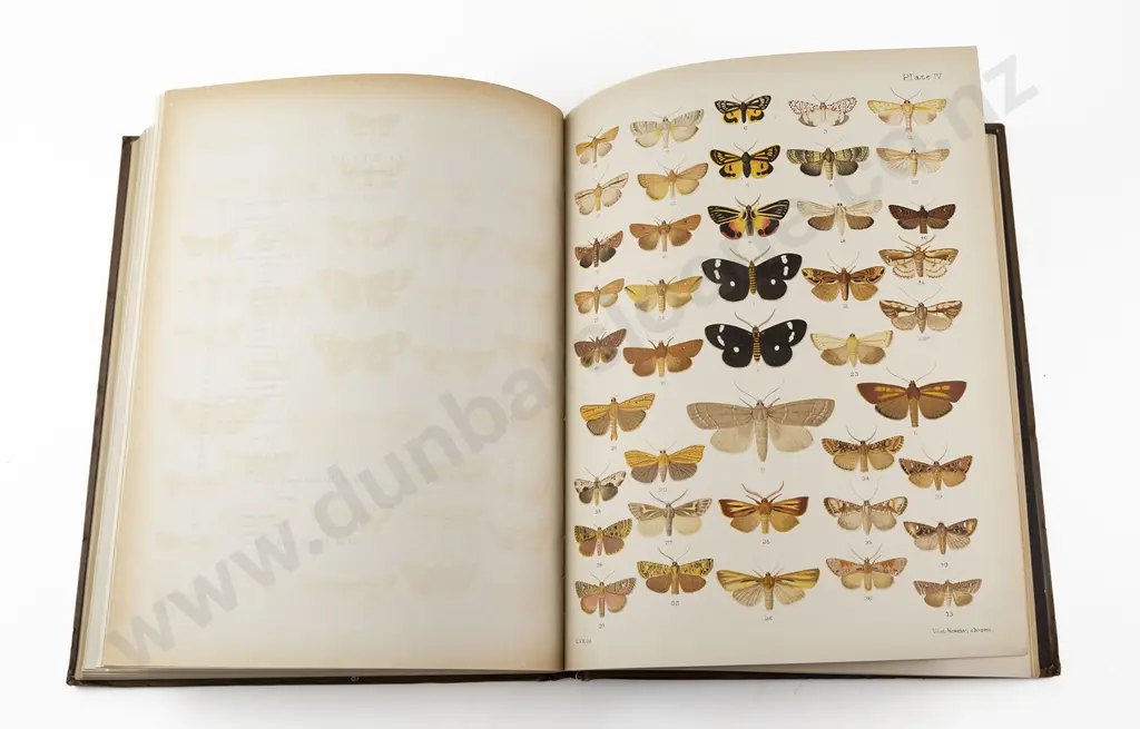 Hudson G V - New Zealand Moths And Butterflies Image 1++