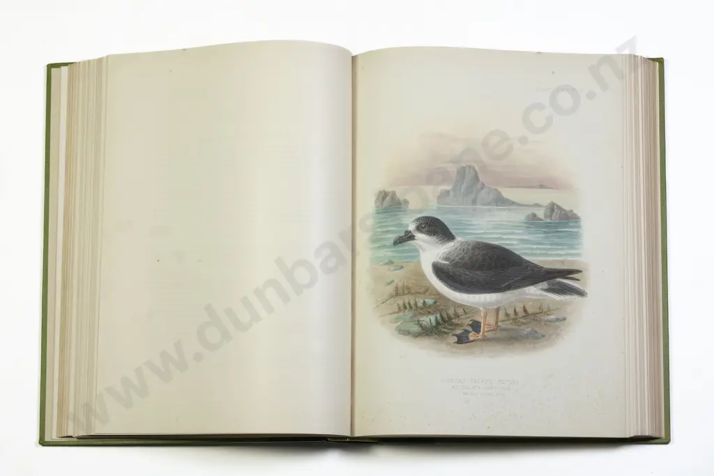 Buller Sir Walter Lawry - Supplement To The Birds Of New Zealand (Volume) Image 1++