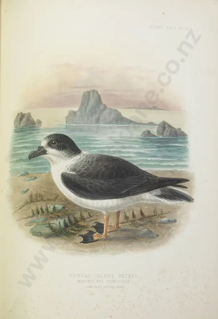 Buller Sir Walter Lawry - Supplement To The Birds Of New Zealand (Volume) Image 1++
