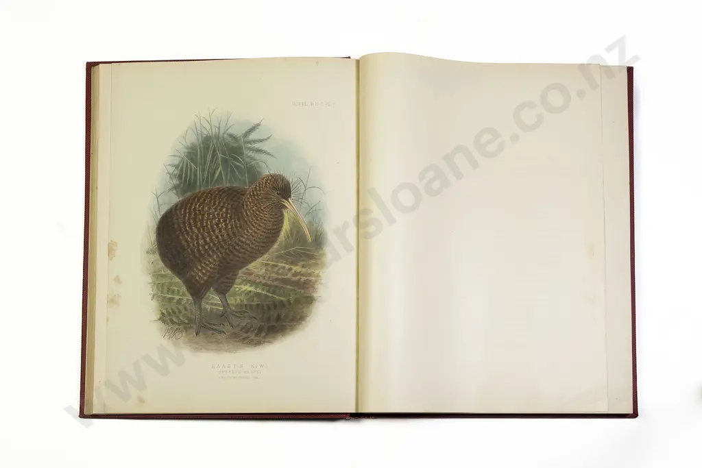 Buller Sir Walter - A Supplement to the Birds of New Zealand (2 Volumes) Image 1++