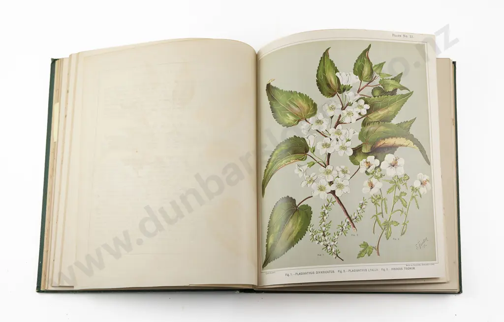 Featon Mr & Mrs E H - The Art Album of New Zealand Flora Image 1++