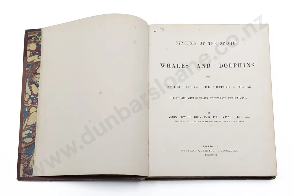 Gray John Edward - Synopsis Of The Species Whales And Dolphins In The Collection Of The British Museum Image 1++
