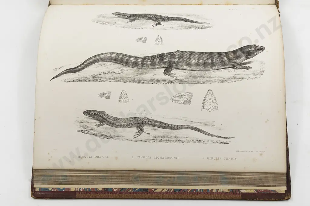 Gray John Edward - Synopsis Of The Species Whales And Dolphins In The Collection Of The British Museum Image 1++