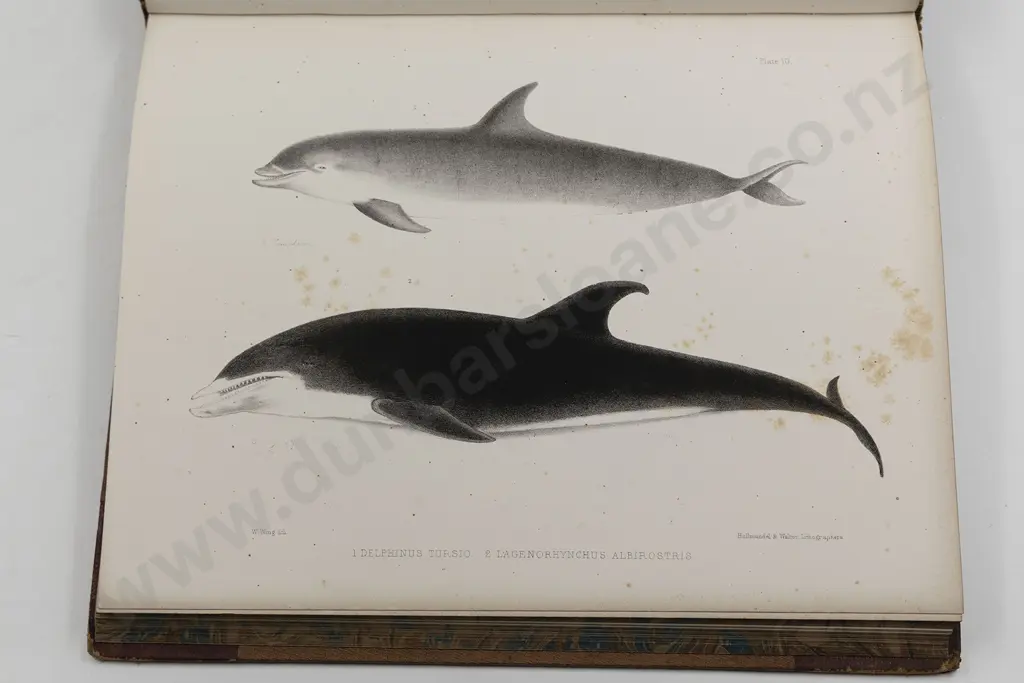 Gray John Edward - Synopsis Of The Species Whales And Dolphins In The Collection Of The British Museum Image 1++