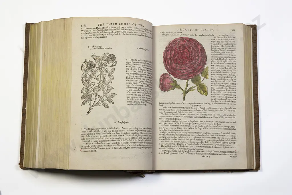 Gerard John - The Herbal or General Historie of Plantes Image 1++
