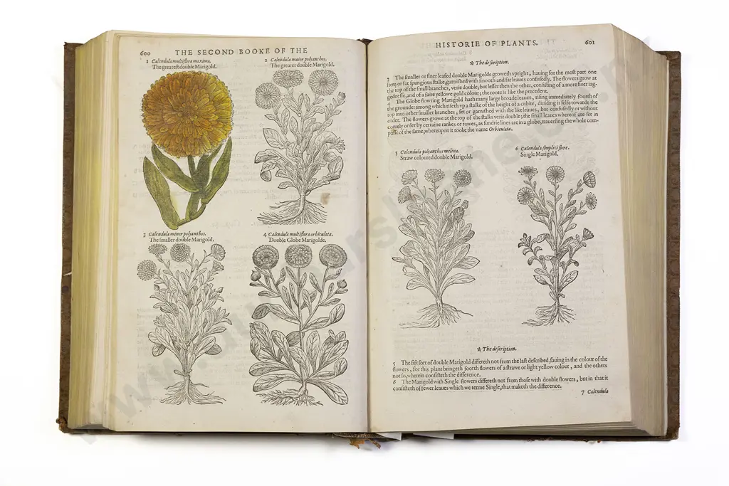 Gerard John - The Herbal or General Historie of Plantes Image 1++