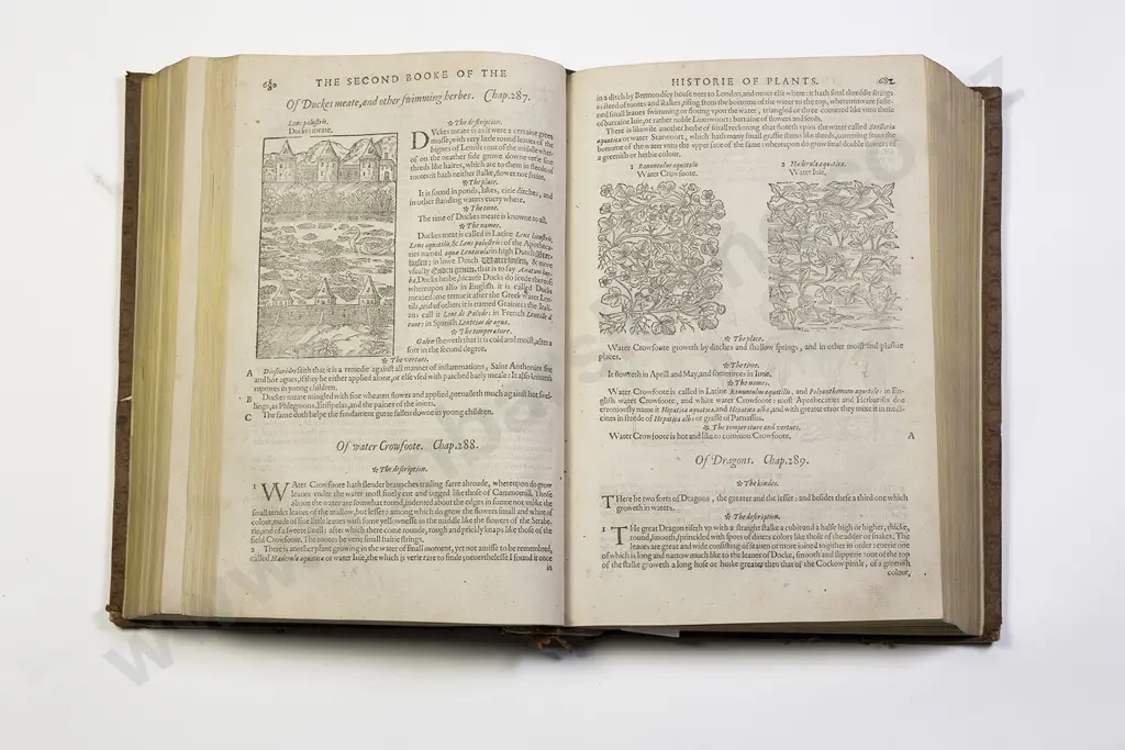 Gerard John - The Herbal or General Historie of Plantes Image 1++