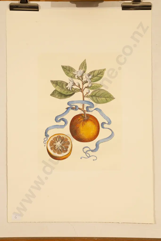 4 Coloured Prints Of Fruit & Vegetables Image 1++