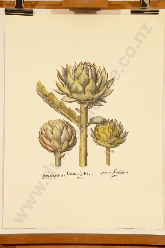 4 Coloured Prints Of Fruit & Vegetables Image 1++