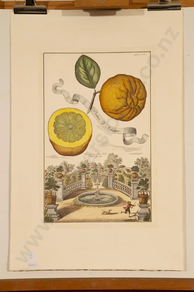 4 Coloured Prints Of Fruit & Vegetables Image 1++
