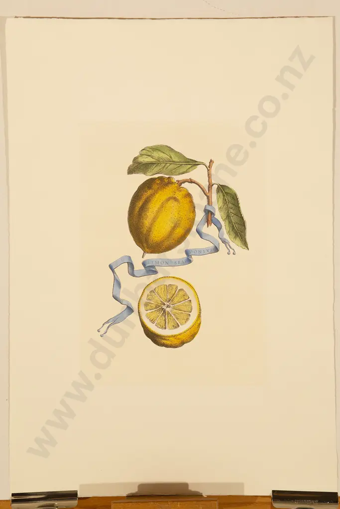 4 Coloured Prints Of Fruit & Vegetables Image 1++