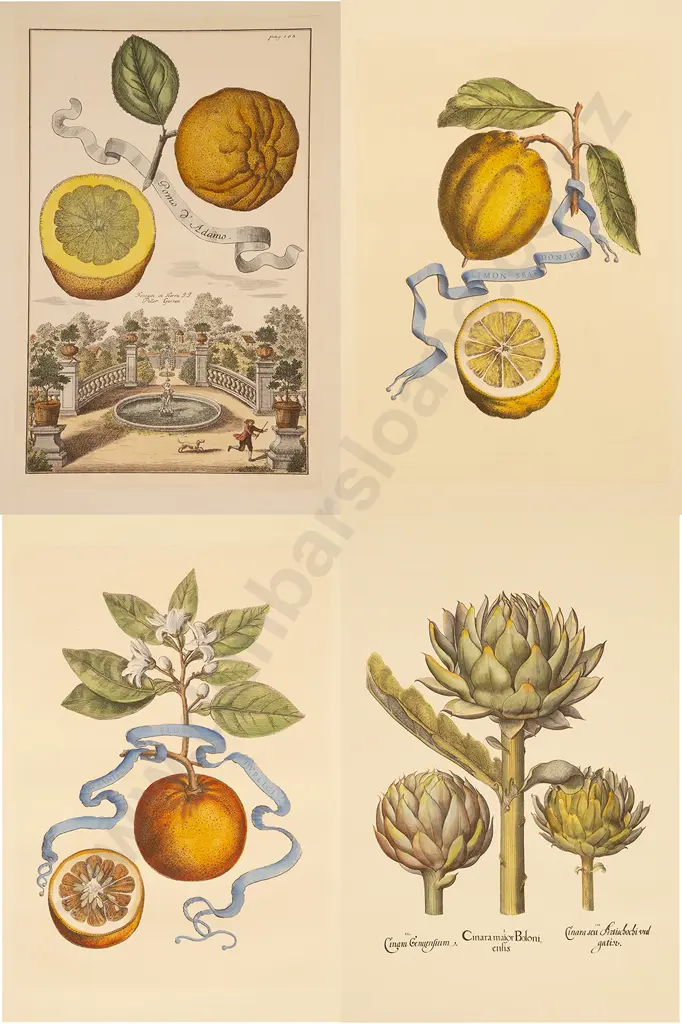 4 Coloured Prints Of Fruit & Vegetables Image 1++
