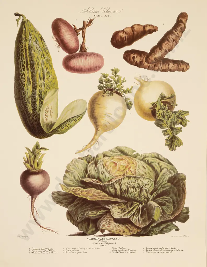 5 Large French Reprint Vegetable Prints Image 1++