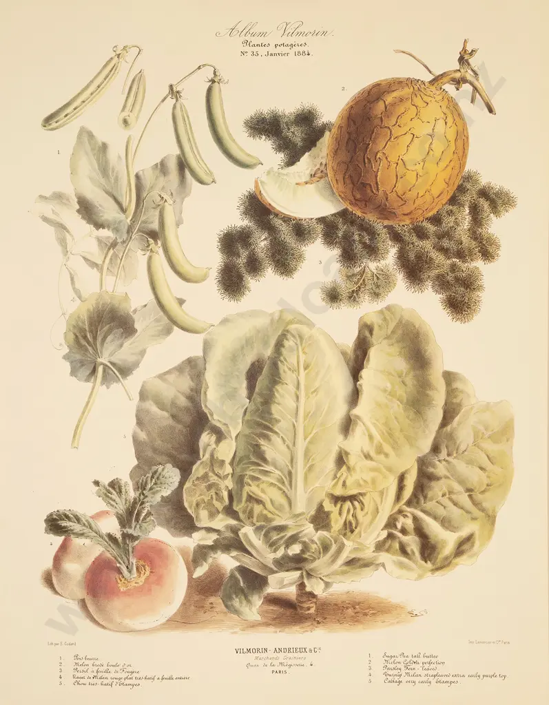 5 Large French Reprint Vegetable Prints Image 1++