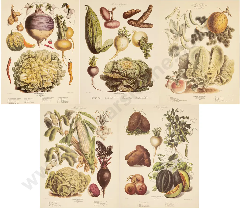 5 Large French Reprint Vegetable Prints Image 1++