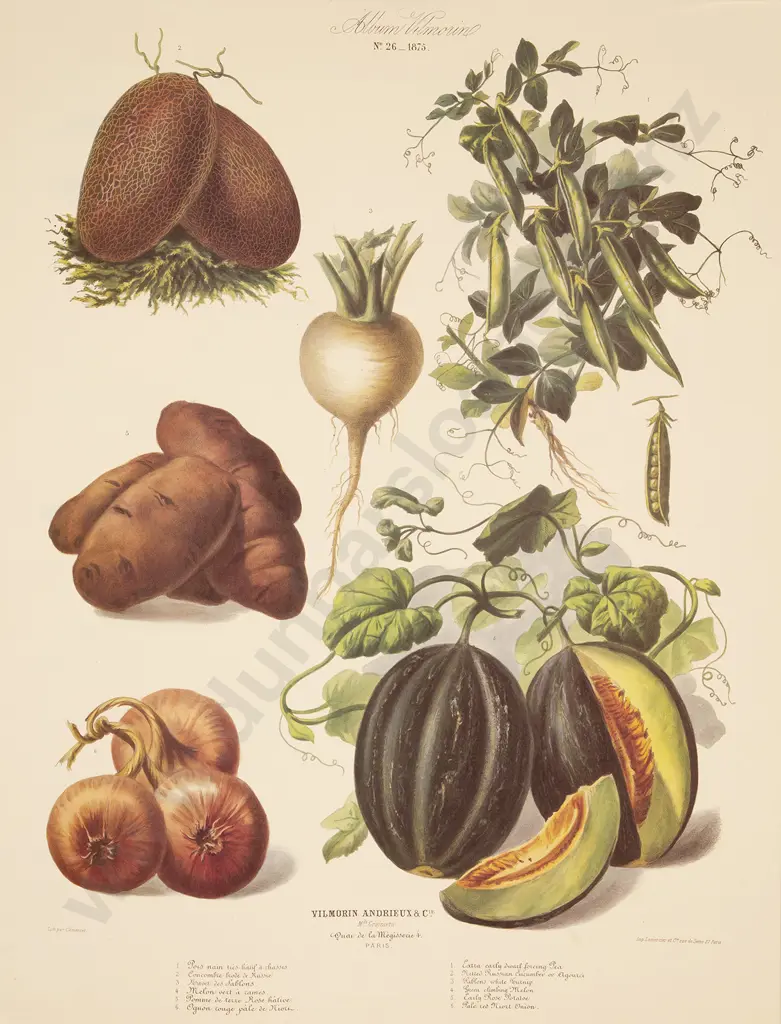 5 Large French Reprint Vegetable Prints Image 1++