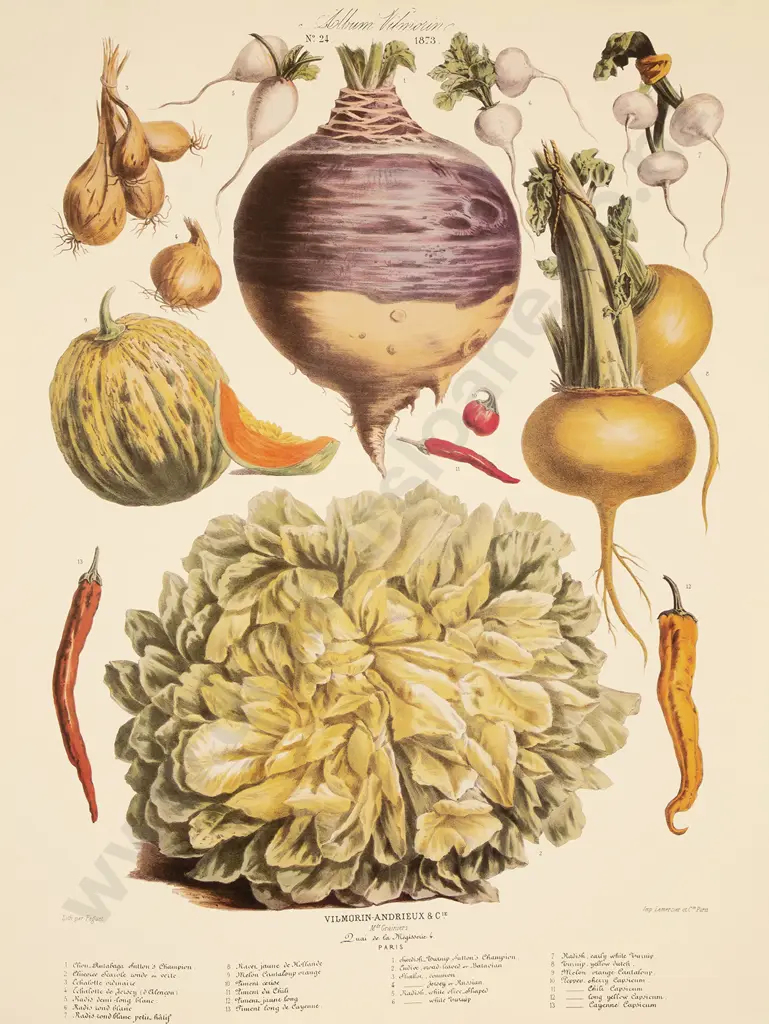 5 Large French Reprint Vegetable Prints Image 1++