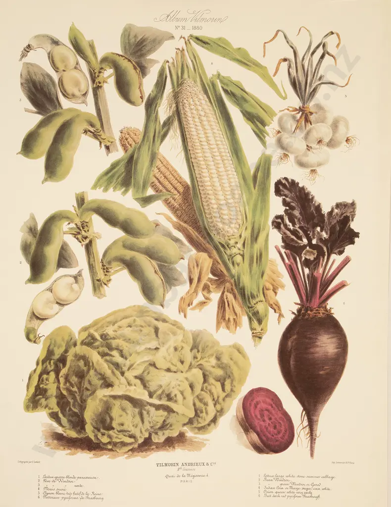 5 Large French Reprint Vegetable Prints Image 1++