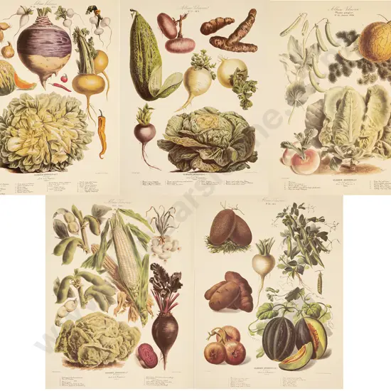 5 Large French Reprint Vegetable Prints