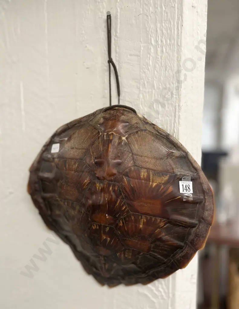 Turtle Shell (Minor Faults) Image 1++