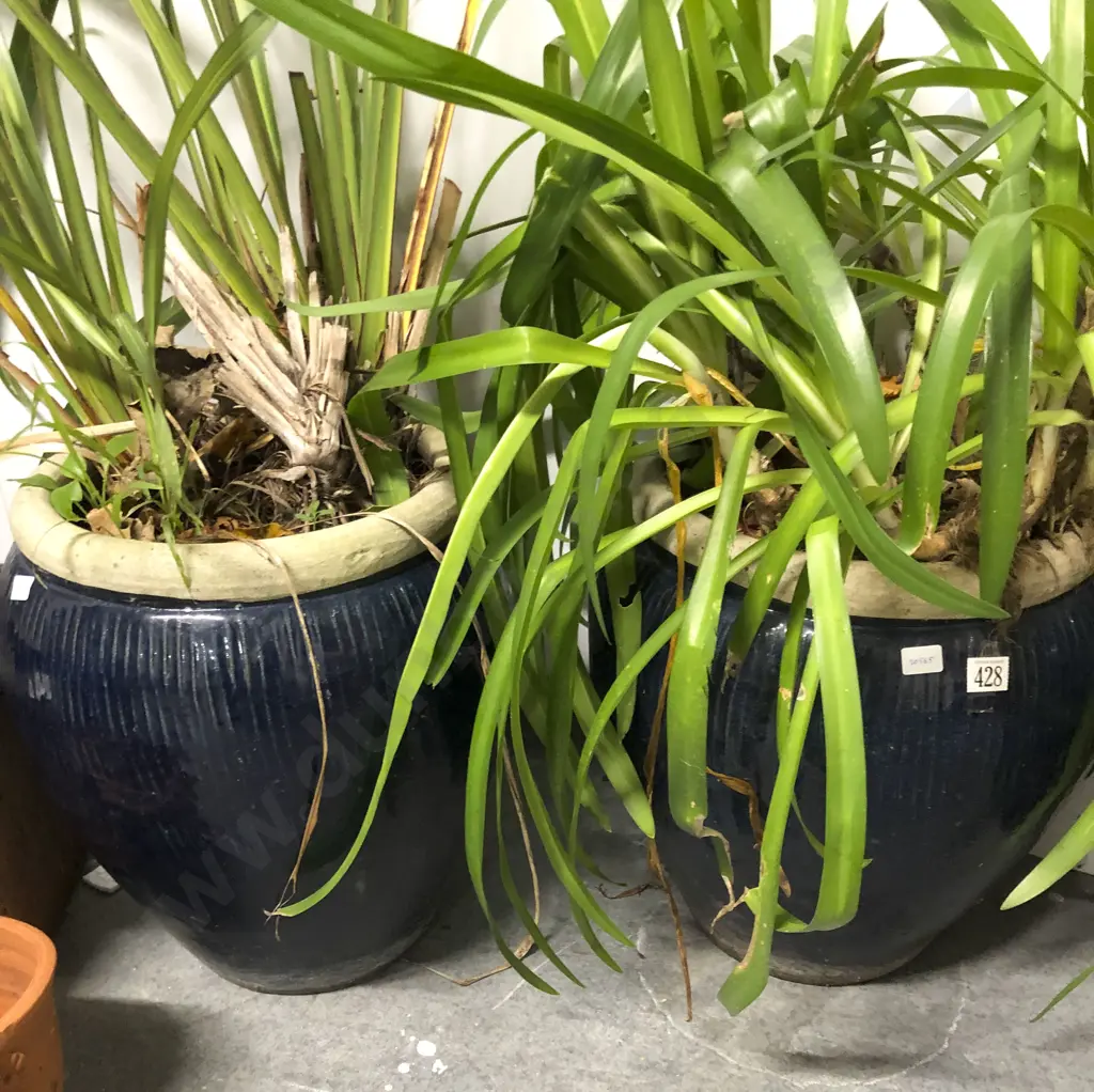 Pair of Glazed Pottery Plant Pots with Plants Image 1++