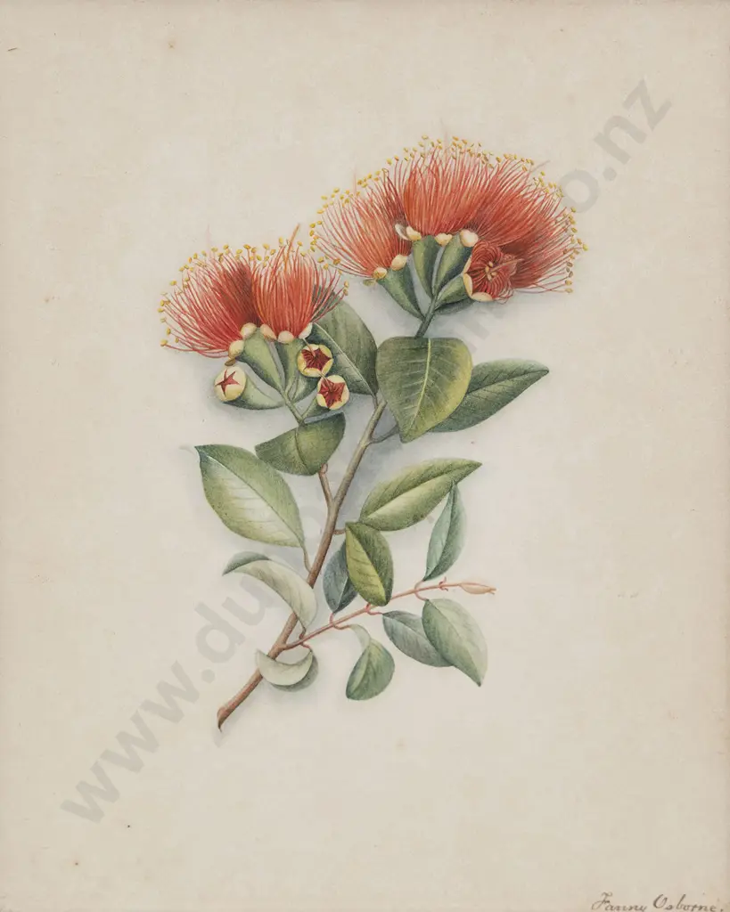 Fanny Osborne (1852-1934) - Pohutukawa Image 1++