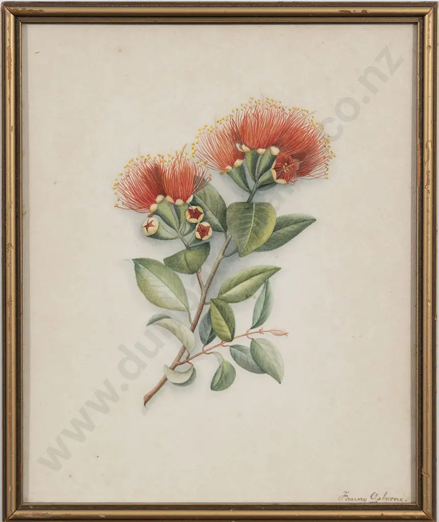 Fanny Osborne (1852-1934) - Pohutukawa Image 1++