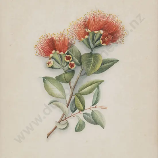 Fanny Osborne (1852-1934) - Pohutukawa