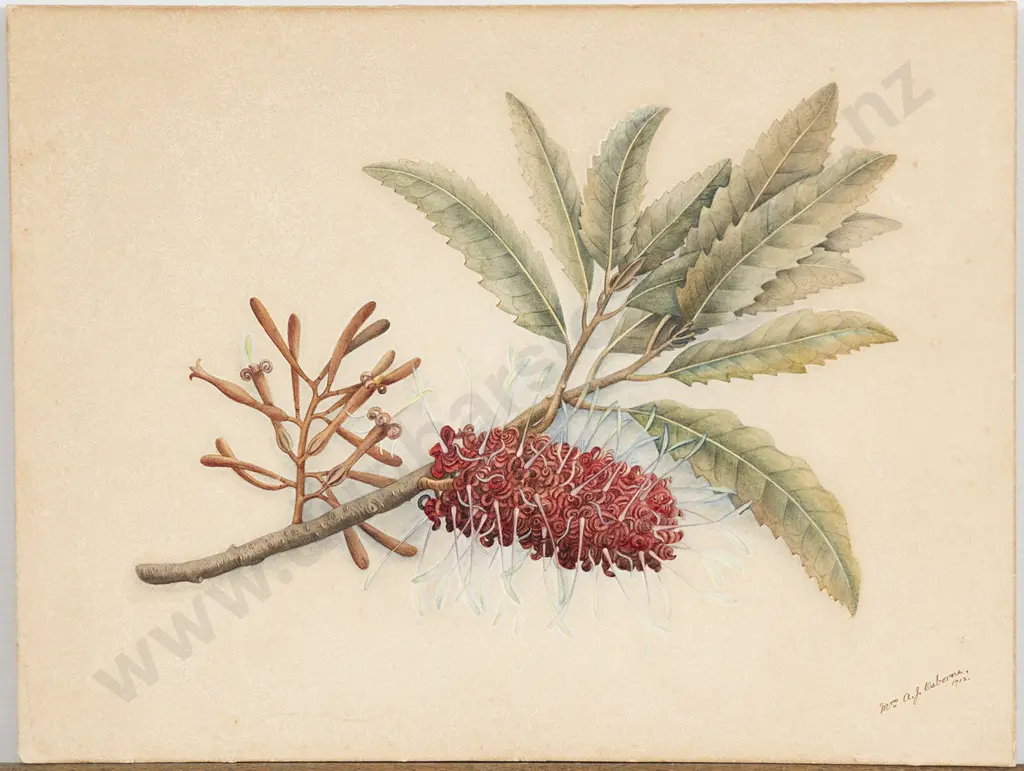 Fanny Osborne (1852-1934) - Rewarewa Image 1++