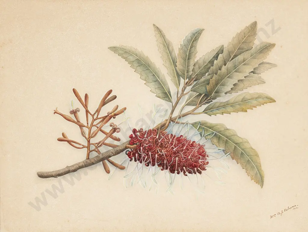 Fanny Osborne (1852-1934) - Rewarewa Image 1++