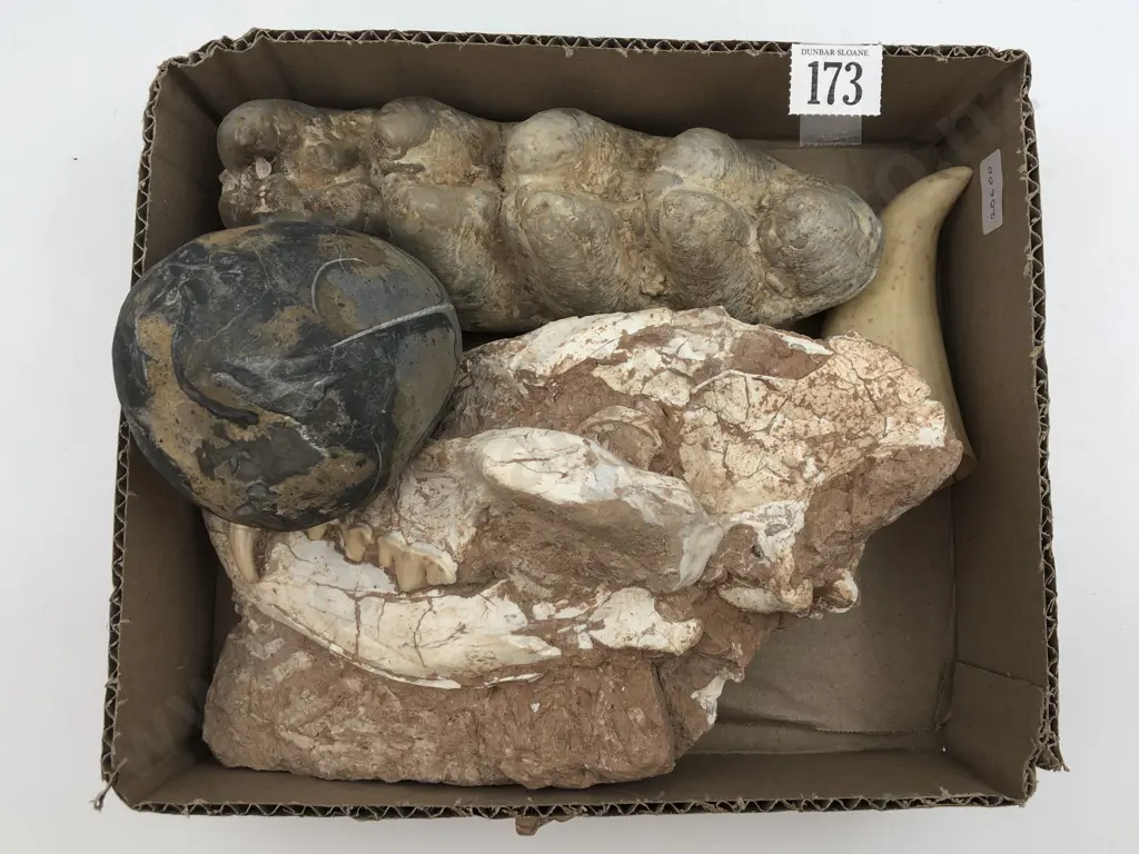 Box of Assorted Fossils & Tooth Image 1++