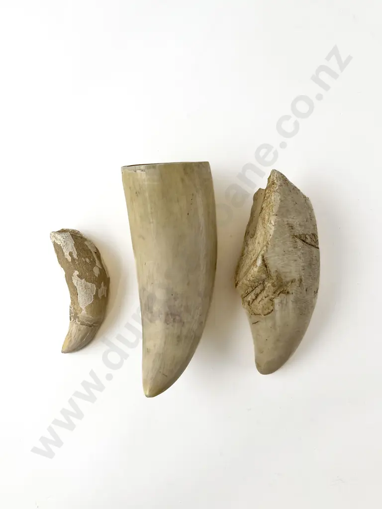 Three Whale Teeth Image 1++