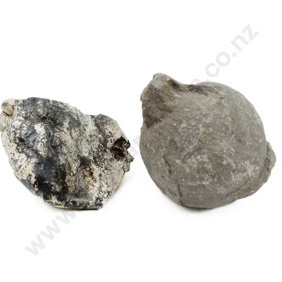 Two Fossils